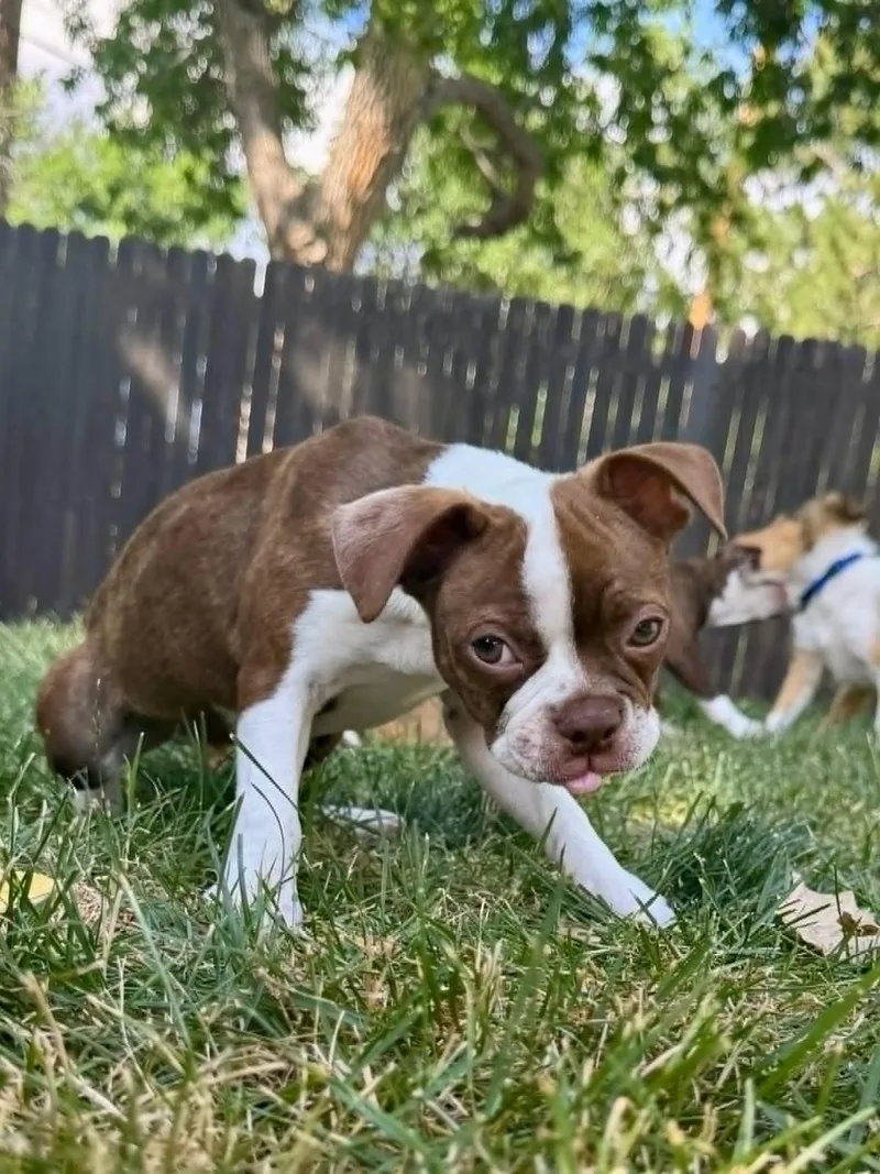 A baby small-sized male Sable Boston Terrier dog named Jefferson for adoption in Aurora, CO