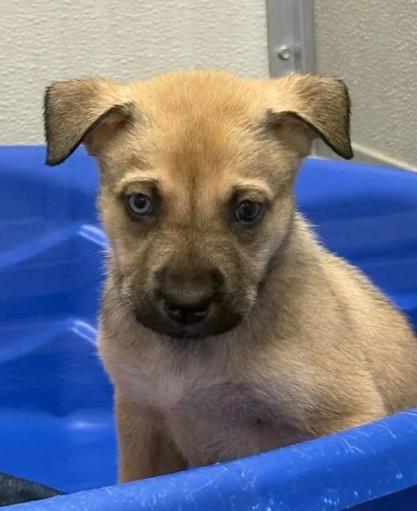 A young large-sized female Siberian Husky dog named Cruz for adoption in Victorville, CA