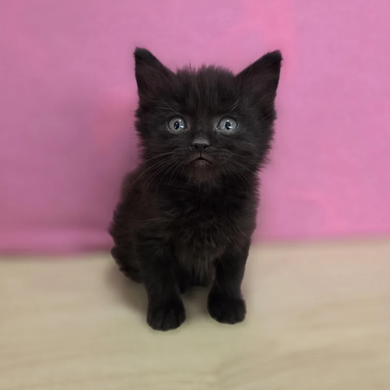 A baby small-sized female Black Domestic Short Hair cat named Cherry Chip for adoption in Macomb Twp, MI