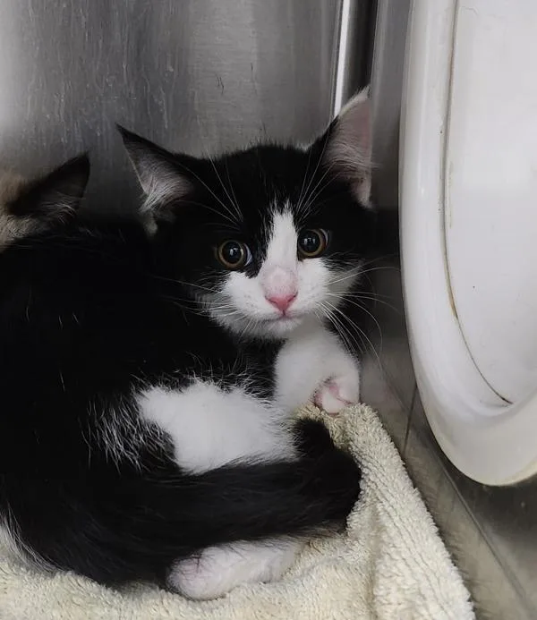 A baby medium-sized male Domestic Short Hair cat named Pepper for adoption in Silverdale, WA