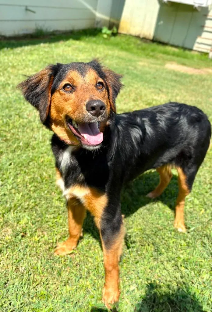 A baby medium-sized female Mixed Breed dog named Susie for adoption in Fond Du Lac, WI