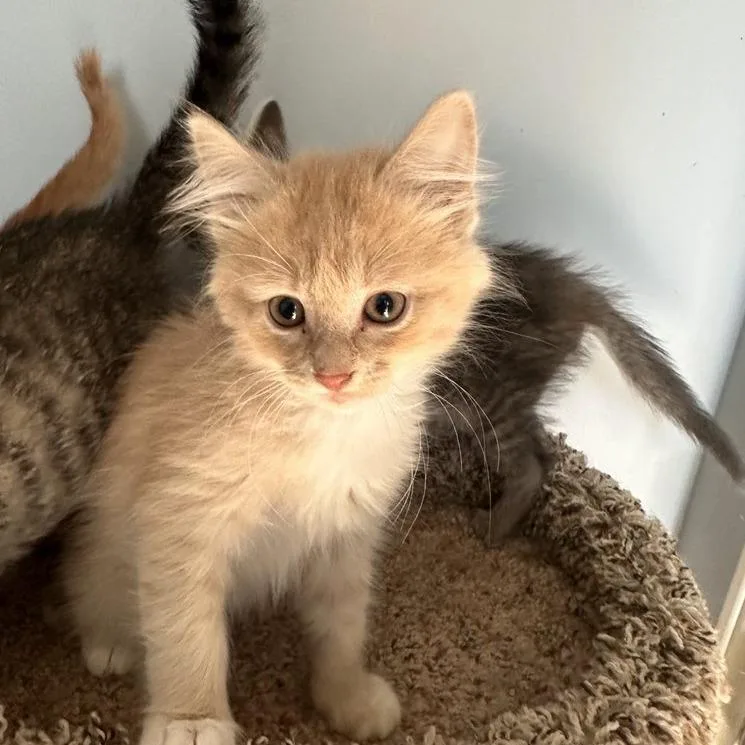 A baby small-sized male Domestic Long Hair cat named Nix for adoption in Woodstock, GA