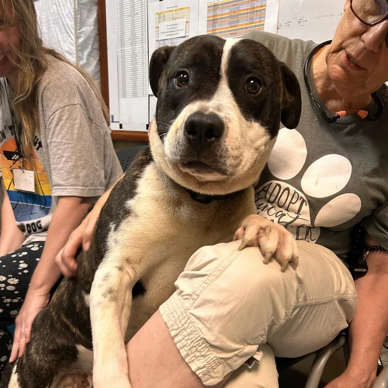An adult large-sized male White / Cream Mixed Breed dog named Zimbo for adoption in Columbus, GA