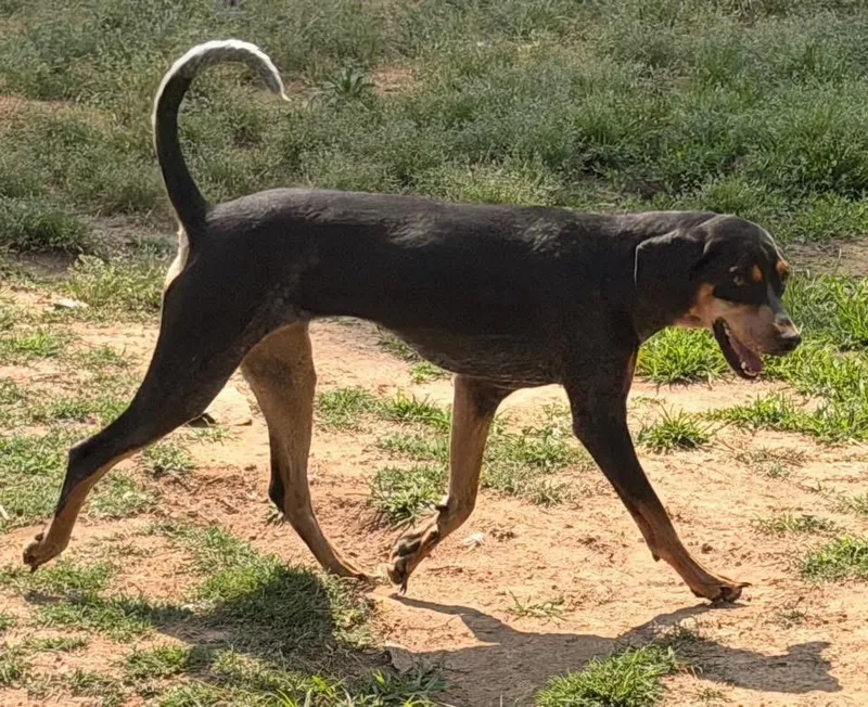 A young medium-sized female Tricolor (Brown, Black, & White) Bluetick Coonhound dog named Callie for adoption in Calera, AL