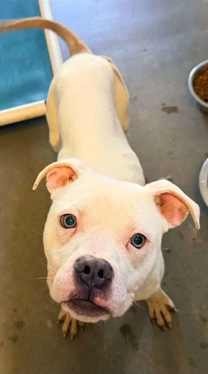 An adult small-sized male Pit Bull Terrier dog named Zeke for adoption in Bowling Green, KY