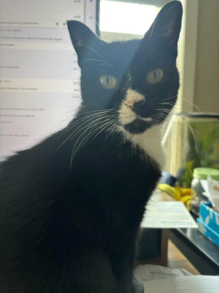 A young medium-sized female Domestic Short Hair cat named Corazon for adoption in Minneapolis, MN