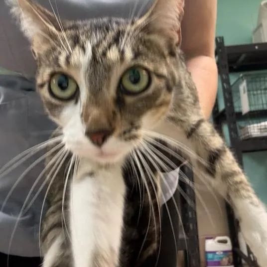 A young medium-sized female White Domestic Short Hair cat named Clubs for adoption in Gadsden, AL