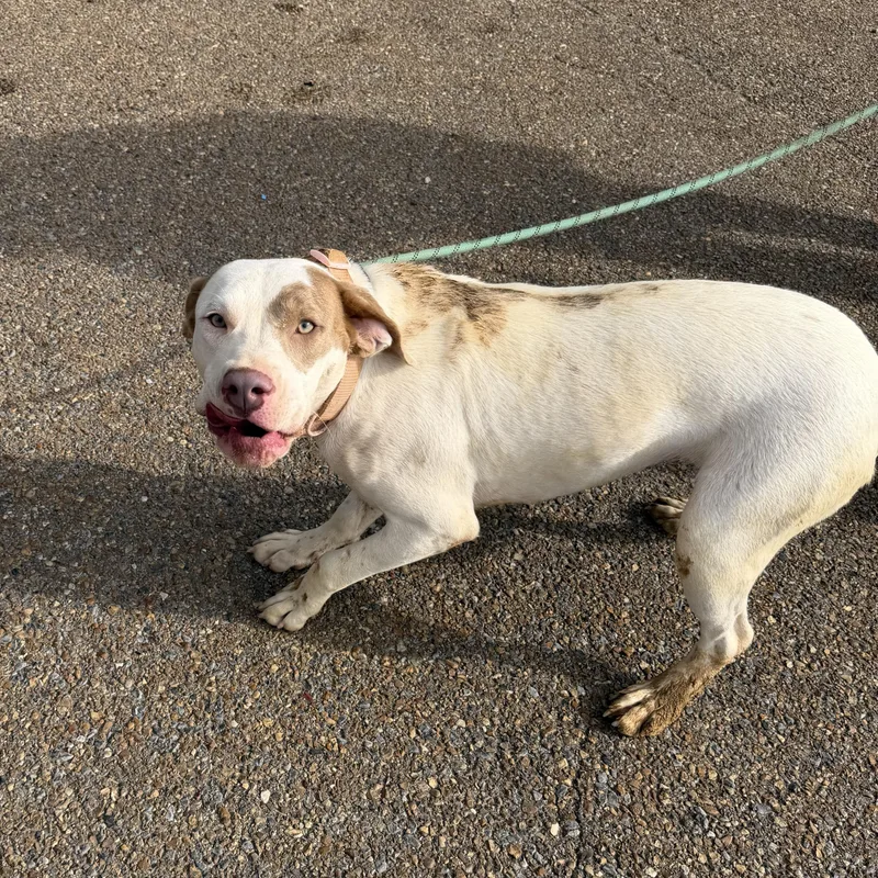 A young medium-sized female Terrier dog named Ava for adoption in Senatobia, MS