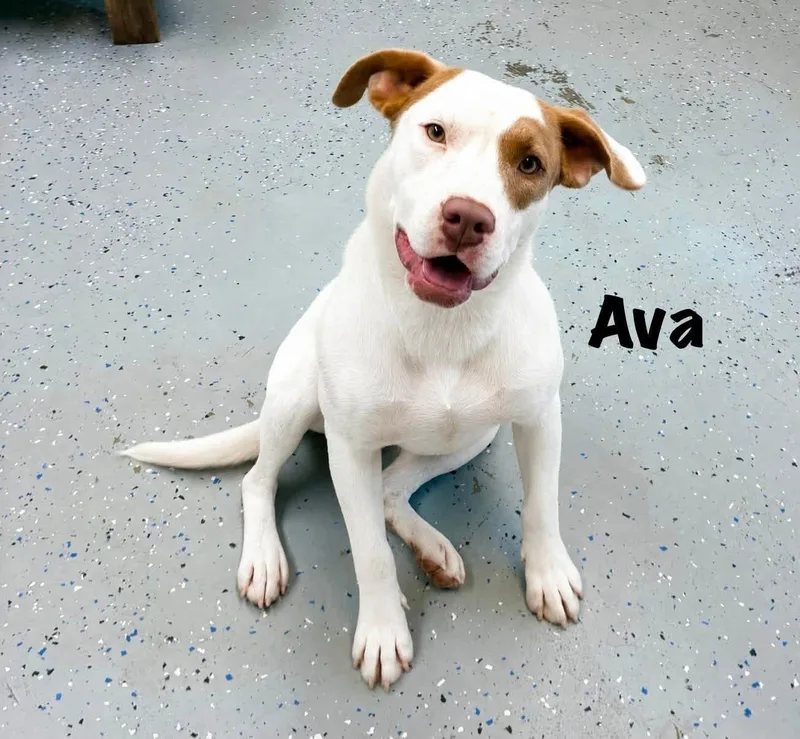 Ava thumbnail 2