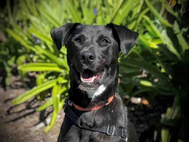 An adult medium-sized male Labrador Retriever dog named Hiro for adoption in Bonita, CA