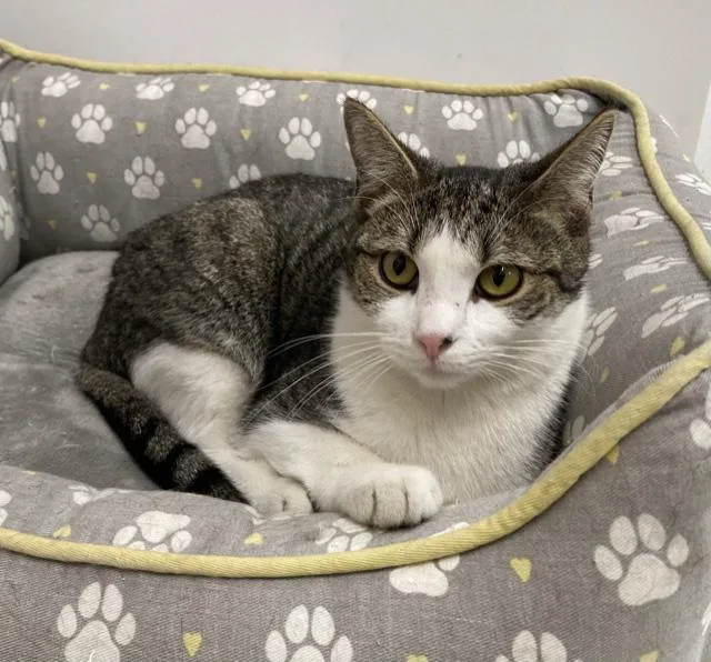 An adult medium-sized male Domestic Short Hair cat named Bobby for adoption in Huntington, NY