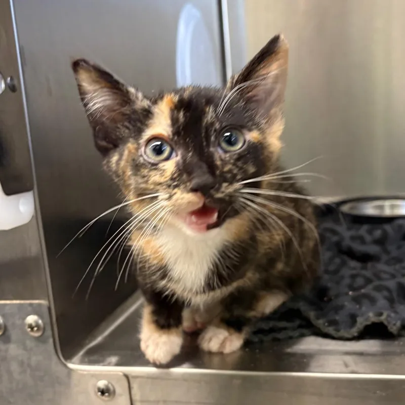 A baby small-sized female Calico Domestic Short Hair cat named Miney for adoption in Morganton, NC