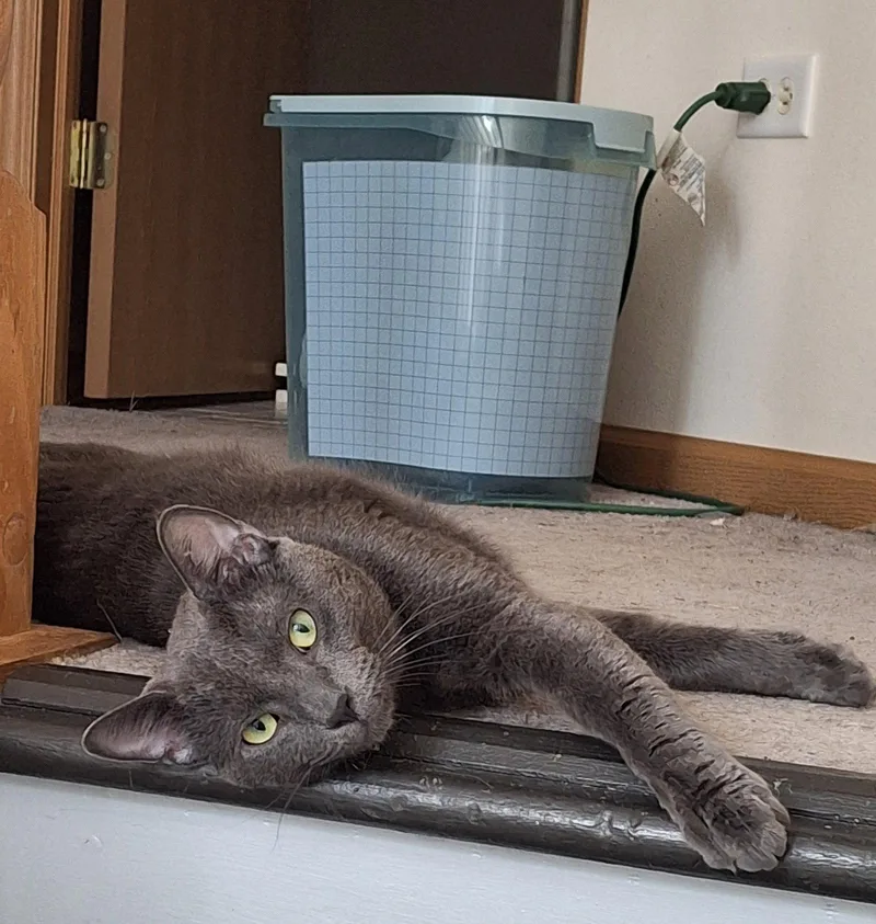 An adult medium-sized male Gray / Blue / Silver Domestic Short Hair cat named Sebastian for adoption in Wheaton, IL