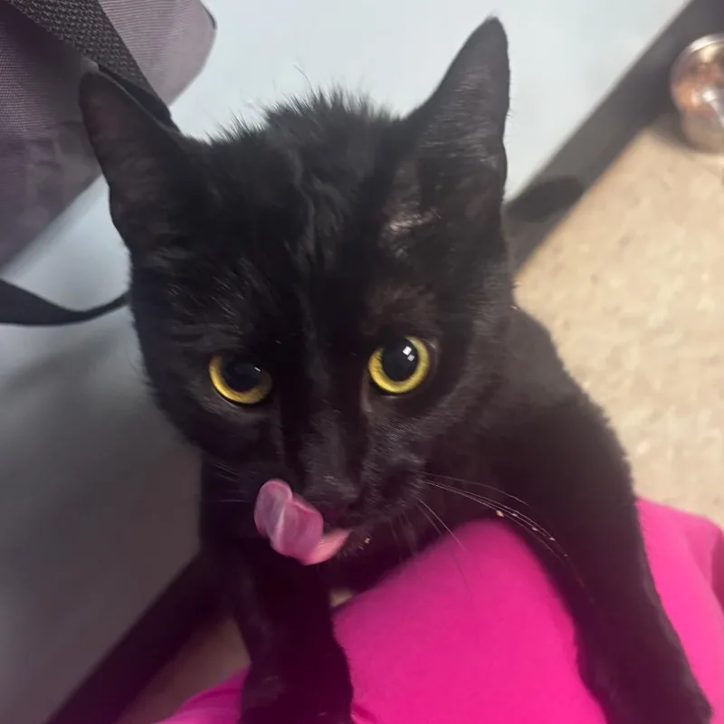 An adult medium-sized female Black Domestic Short Hair cat named Beauty for adoption in Franklin, NC