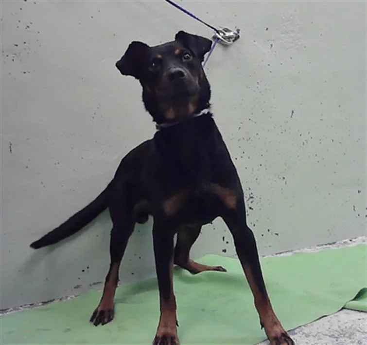 A young large-sized male Rottweiler dog named Tony for adoption in Houston, TX