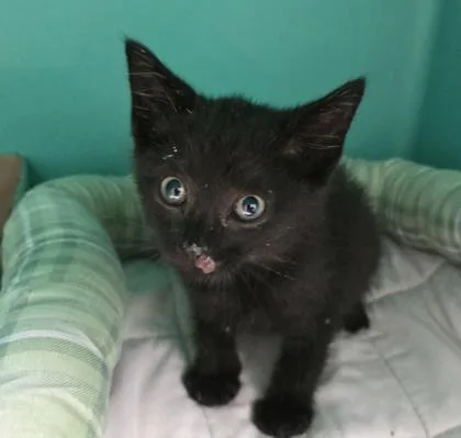 A baby medium-sized female Black Domestic Short Hair cat named Midnight for adoption in Bedford, IN