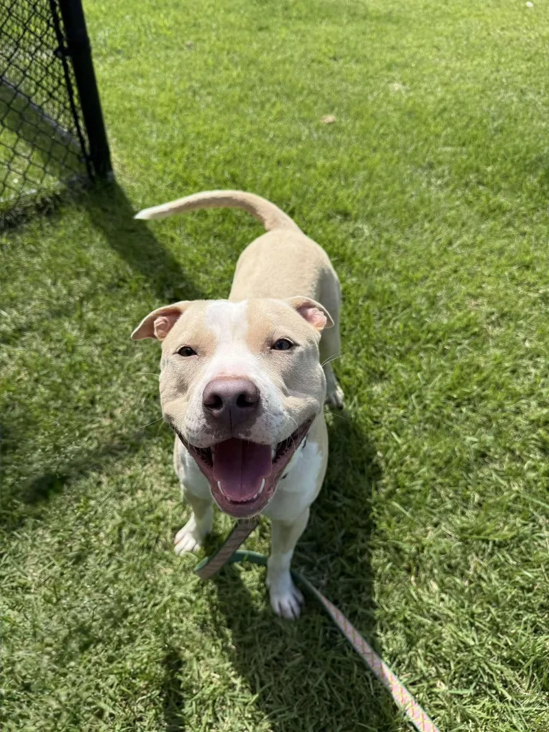 A young medium-sized male Apricot / Beige Pit Bull Terrier dog named Hawk for adoption in East Northport, NY