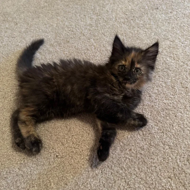Cayenne