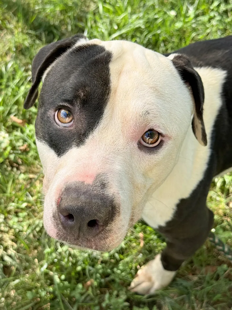 A baby large-sized male Black Pit Bull Terrier dog named William for adoption in Anderson, IN