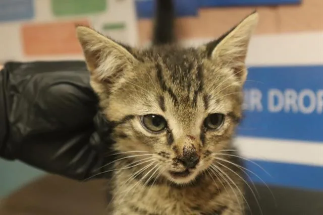 A baby small-sized male Domestic Short Hair cat named Sean for adoption in Columbia, SC