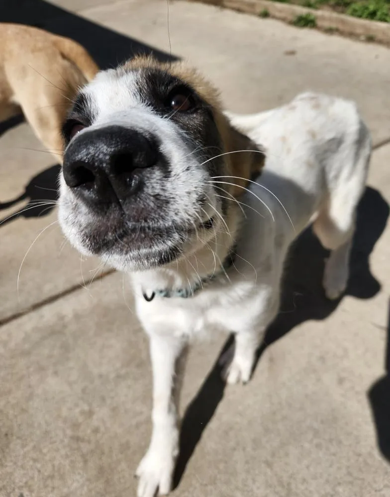 Tia