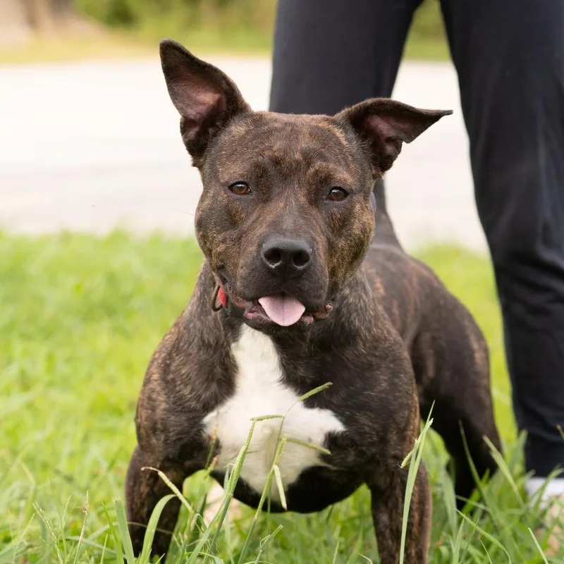 An adult medium-sized male Pit Bull Terrier dog named Brody for adoption in Dixon, KY