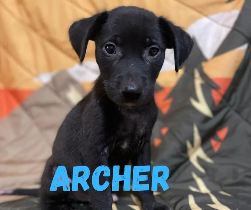 A baby medium-sized male Black Mixed Breed dog named Archer for adoption in Shalimar, FL