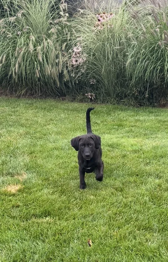 A baby large-sized male Black Labrador Retriever dog named Taddeo for adoption in Wonder Lake, IL