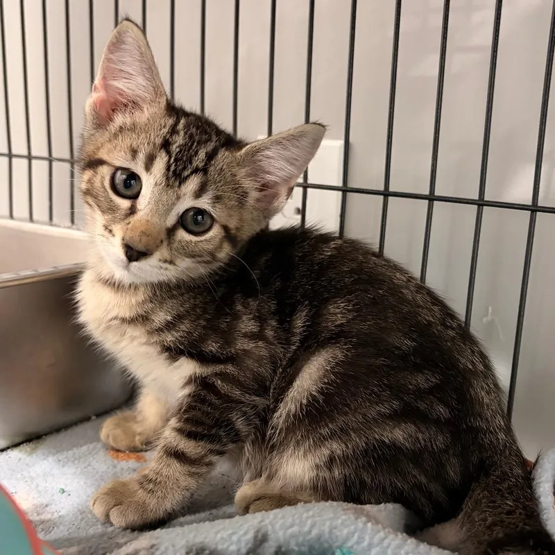 A baby small-sized male Brown / Chocolate Domestic Short Hair cat named Zeus for adoption in Bradenton, FL