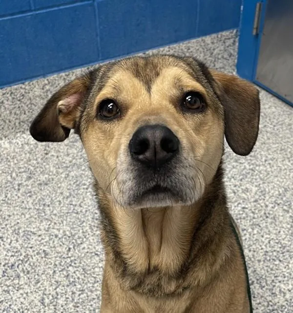 An adult medium-sized male Hound dog named Daryl for adoption in Golden, CO