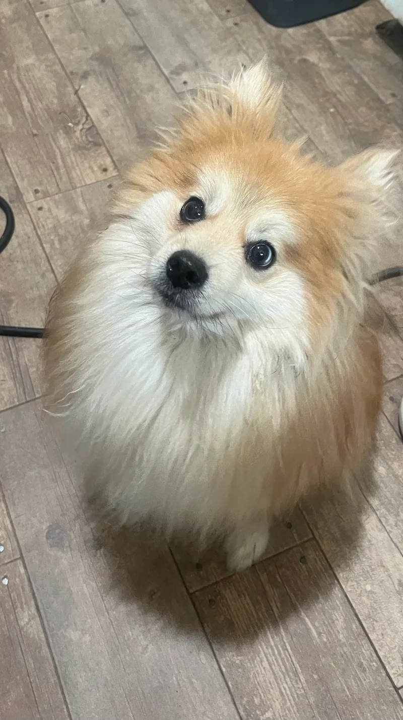 Pecan  Long Island thumbnail 2