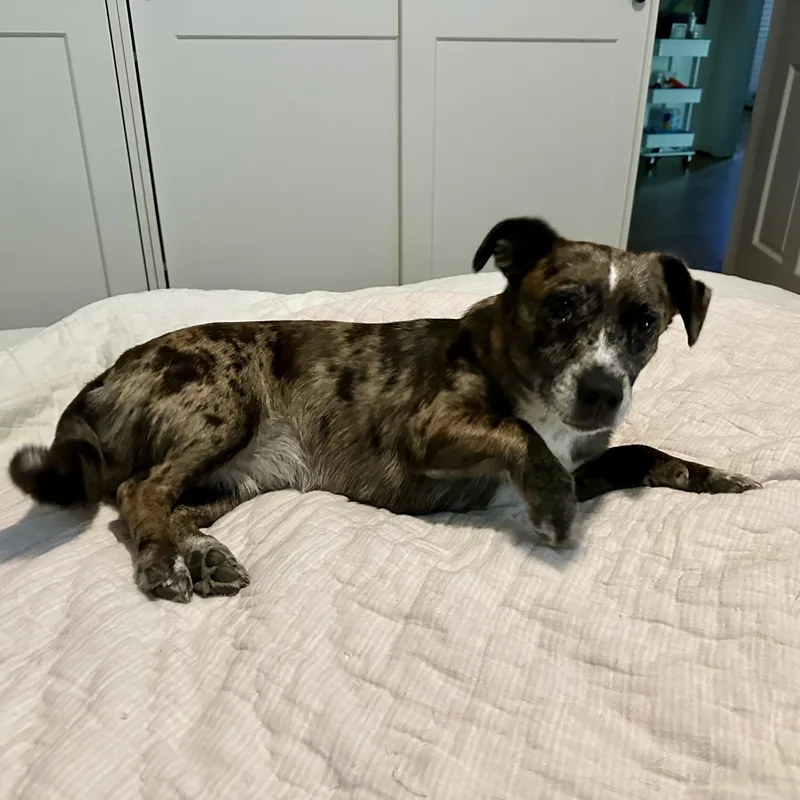 An adult small-sized female Australian Shepherd dog named Aurora for adoption in Columbia, SC
