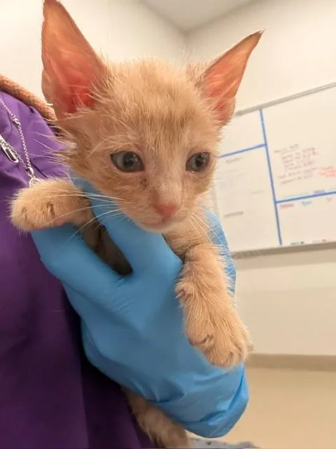 A baby small-sized male Domestic Short Hair cat named Garfield for adoption in Baytown, TX