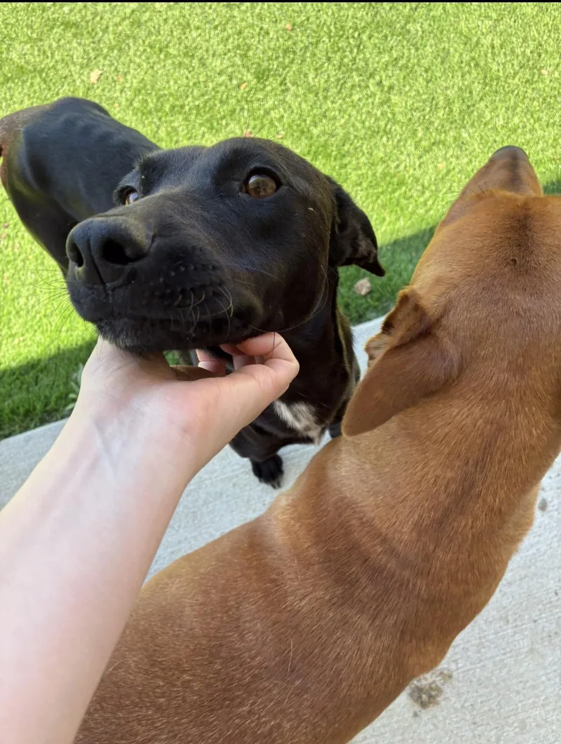 Dove & Honey thumbnail 2