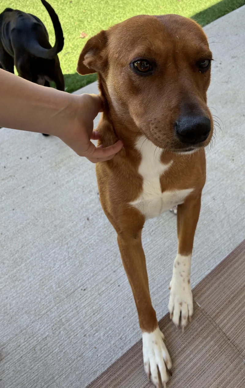 Dove & Honey thumbnail 3