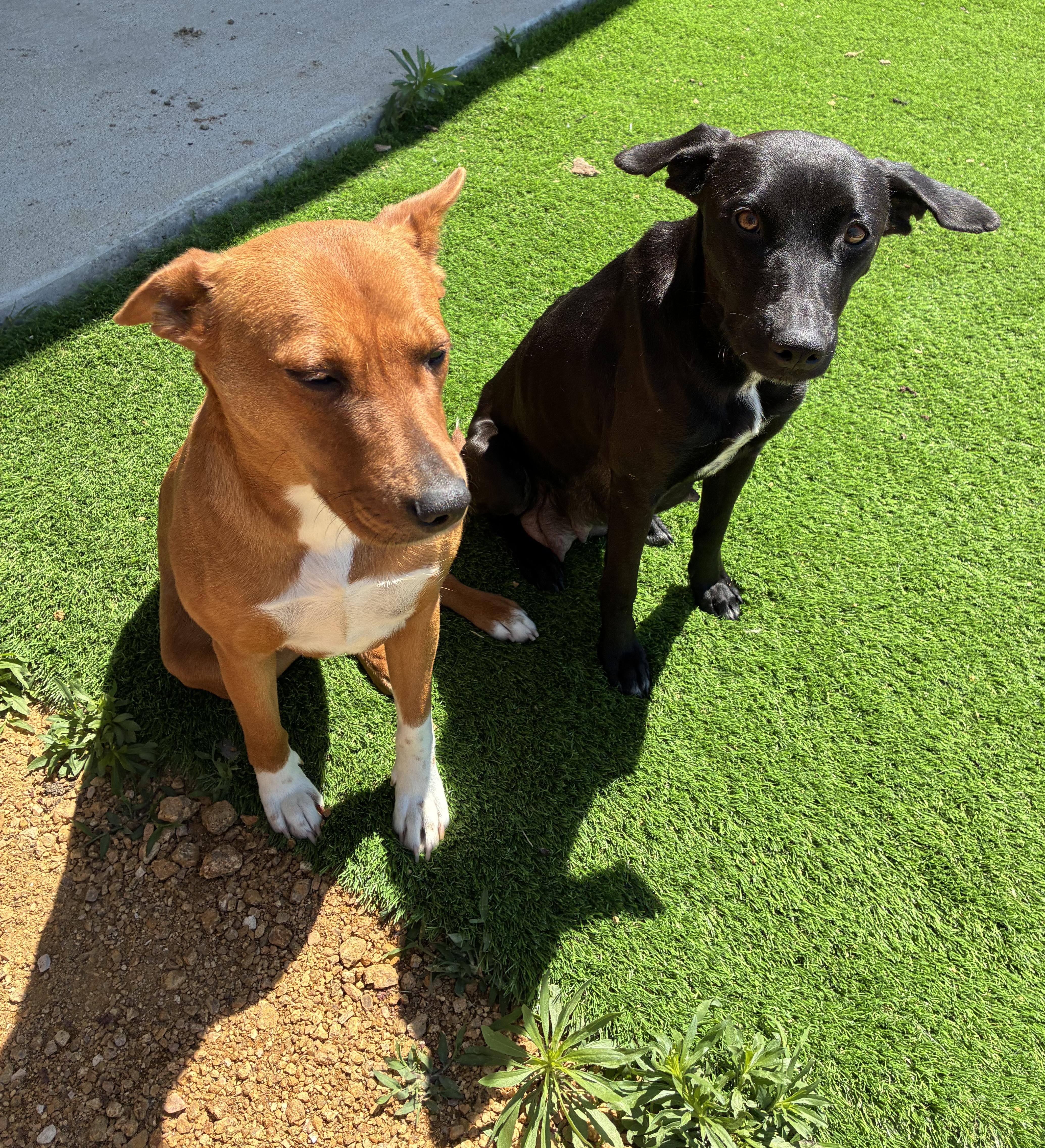 A young medium-sized female Black Labrador Retriever dog named Dove & Honey for adoption in Denison , TX