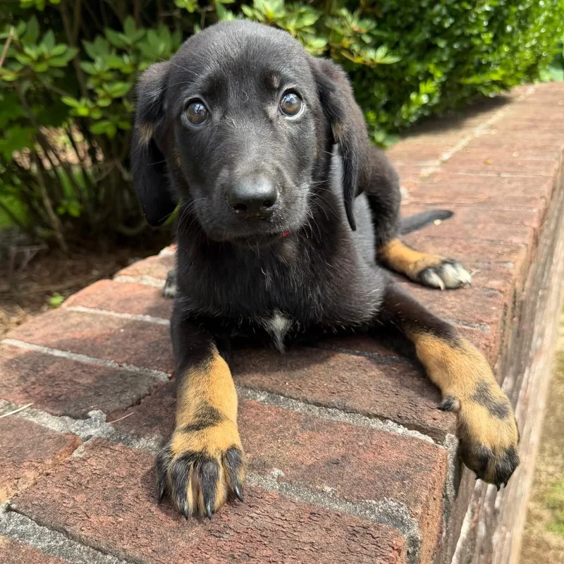 A baby medium-sized female Black Redbone Coonhound dog named Mavis for adoption in Brownsboro, AL
