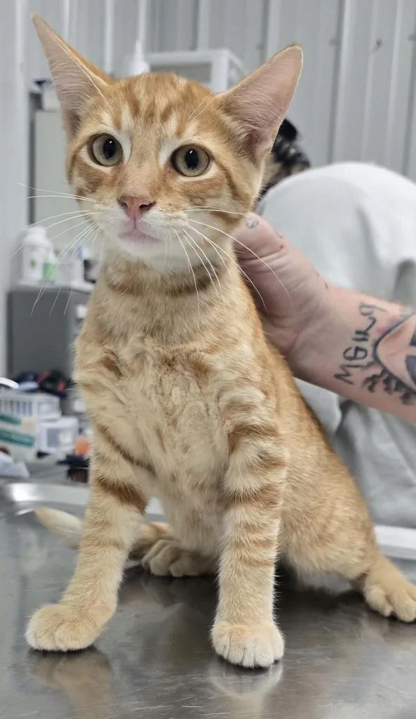 A baby small-sized male Domestic Short Hair cat named Todd for adoption in Hillsdale, IN