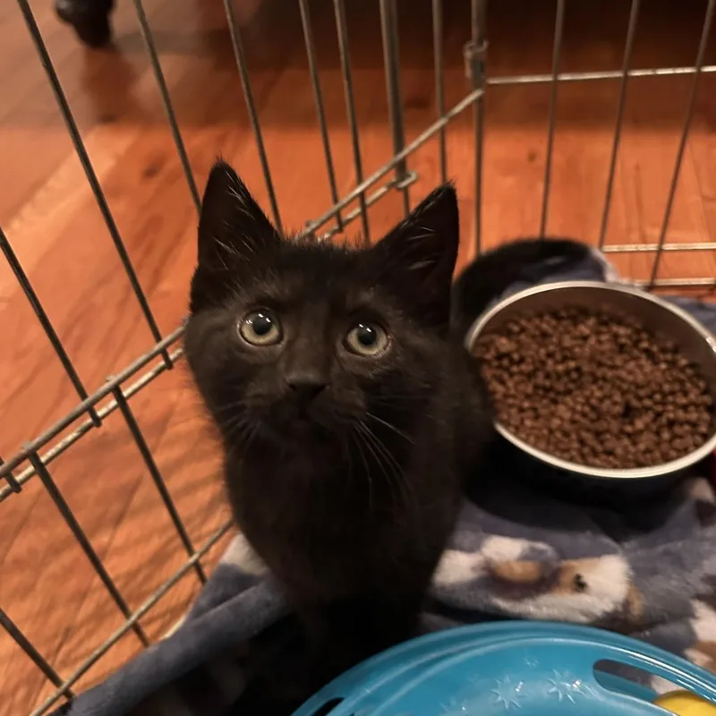 A baby small-sized female Black Domestic Short Hair cat named Eloise for adoption in Potomac, MD