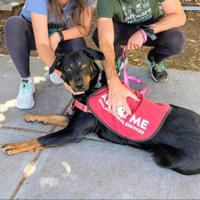 A young large-sized female Rottweiler dog named Susy for adoption in Oakland, CA