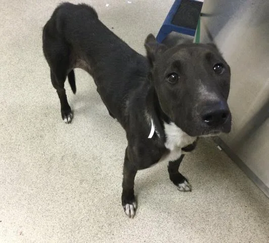 An adult small-sized female Pit Bull Terrier dog named Ryan for adoption in Riverside, CA