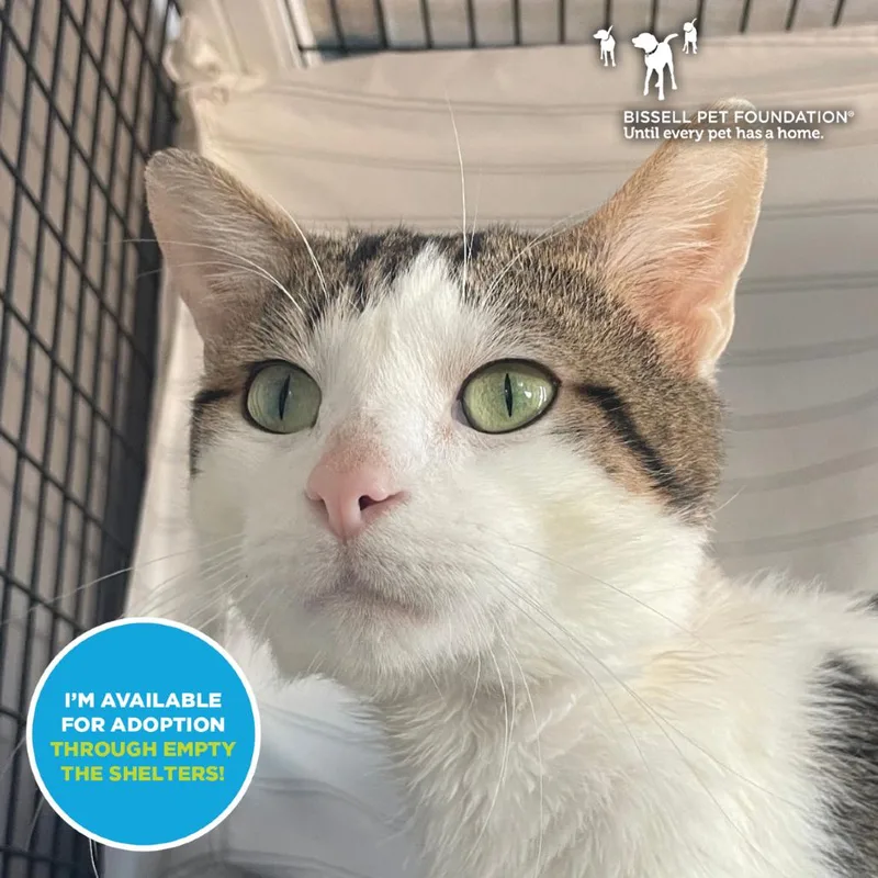 An adult large-sized male Brown / Chocolate Domestic Short Hair cat named Drakenstein for adoption in Chicago, IL
