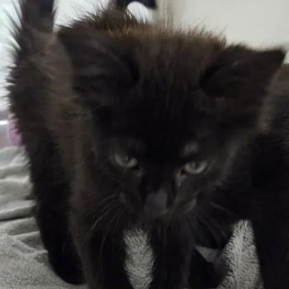 A baby small-sized female Domestic Medium Hair cat named Posh for adoption in Voorhees, NJ