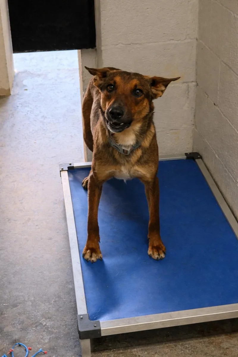 An adult medium-sized female Dutch Shepherd dog named Honey for adoption in Parrish, FL