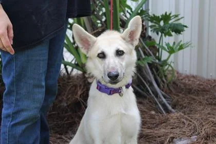An adult medium-sized female German Shepherd Dog dog named Fig for adoption in Brunswick, GA