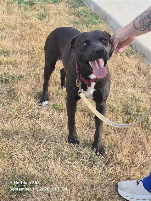A young medium-sized male American Staffordshire Terrier dog named Duke for adoption in San Antonio, TX