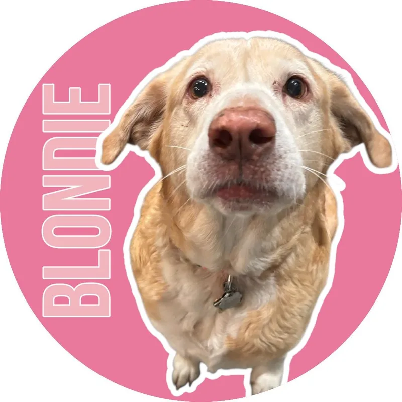 A senior medium-sized female Golden Golden Retriever dog named Blondie for adoption in Athens, TX