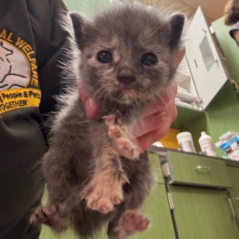 A baby small-sized female Domestic Short Hair cat named Princess Donut for adoption in Norman, OK