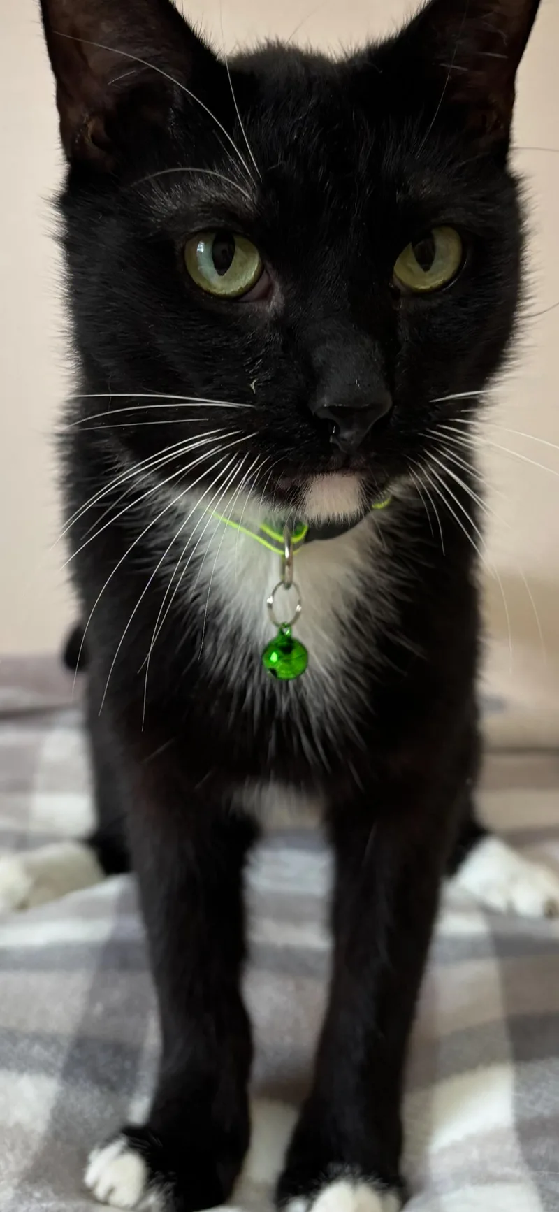 An adult medium-sized male Black & White / Tuxedo Domestic Short Hair cat named Liam for adoption in Flushing, NY