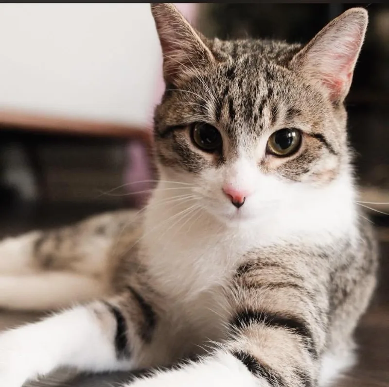 Leona Lioness thumbnail 2